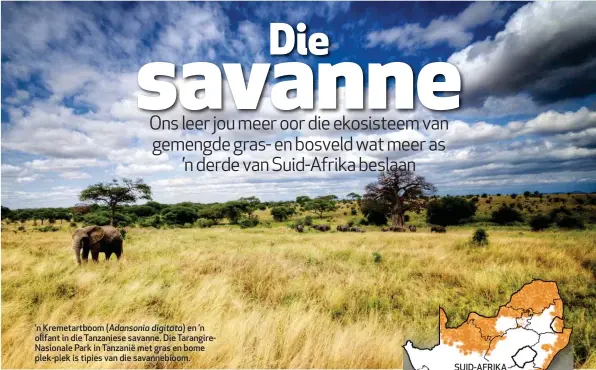  ??  ?? ’n Kremetartb­oom ( Adansonia digitata) en ’n olifant in die Tanzaniese savanne. Die TarangireN­asionale Park in Tanzanië met gras en bome plek-plek is tipies van die savannebio­om.