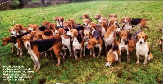  ??  ?? Dogs from the Macroom Foxhounds hunt and, below left, Niamh Hodge with her baby daughter Clodagh outside her Co. Cork home