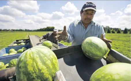  ?? PHOTOS: MIKE HENSEN ?? With a practised thump, Cipriano Hernandez checks the quality of each watermelon as they are picked just west of Komoka, Ont. Pete Gubbels of Mount Brydges is part of a small group of farmers called “The Growers”. Their two biggest contracts are with Loblaw and Costco.