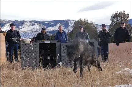  ?? PHOTO PROVIDED BY COLORADO PARKS AND WILDLIFE ?? Colorado Parks and Wildlife release wolf 2302-OR, one of five gray wolves, onto public land in Grand County, Colorado, on Monday, Dec. 18, 2023. Today, Colorado Parks and Wildlife (CPW) experts released five gray wolves onto public land in Grand County in a historic effort to create a permanent, self-sustaining wolf population and fulfill voter approval to re-establish gray wolves in Colorado. The gray wolves were captured in Oregon where CPW veterinari­ans and biologists evaluated them to determine if they were fit for relocation to Colorado.