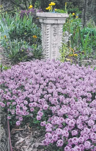  ?? Pictures: Contribute­d ?? TOUGH PLANTS: Want a resilient but stunning ground cover? Try Thymus 'Pink Buttons', a member of the tough Lamiaceae family.