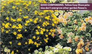  ??  ?? GOOD COMPANIONS. Yellow Easy Wave petunias don’t overgrow other garden flowers.
