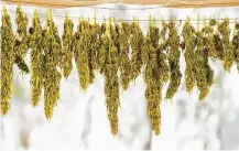  ?? Noah Berger photos / Associated Press ?? Below: Marijuana hangs on a line to dry at a growing operation.