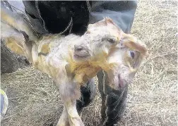  ??  ?? ● This two-headed lamb was born alive and later destroyed on a farm in Conwy late last week