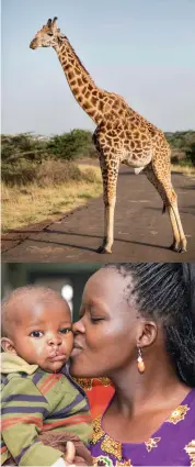  ??  ?? The best time to view animals is at dawn; Alex Ombesi’s mother shows her delight with the cleft operation. She gave birth to her first child at 14, and is a solo mother working in a roadside kiosk.