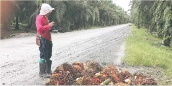  ??  ?? LintraMax and Merchantra­de Asia will introduce Merchantra­de’s digital payment solutions to oil palm plantation­s that are currently using the Quarto plantation management system from LintraMax.
