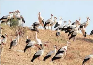  ?? A. N. ?? La cigüeña, especie favorecida por estos ecosistema­s artificial­es