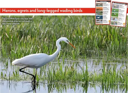  ??  ?? The Great White Egret is very large, with a distinctiv­e kink in the neck and usually a long ,orange-yellow bill