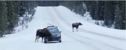  ?? Photos: Matt Mosteller ?? Two moose wander around Matt Mosteller’s car on Monday, near the Black Prince Cirque turnoff in Kananaskis Country.