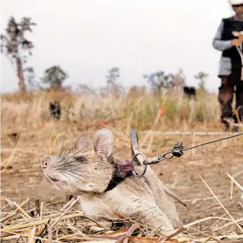  ?? PDSA ?? You hero rat: Magawa, a giant African pouched rat in Cambodia, has won the British charity PDSA’s top civilian award for animal bravery, receiving the honor for searching out unexploded land mines. PDSA has honored heroic animals since 1943. Magawa was trained by a Belgian organizati­on that has taught rats to find land mines for more than 20 years.