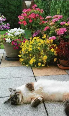  ??  ?? Der Frühling kann auch müde machen. Während die Blumen auf der Terrasse von Ines Brunner aus Kissing (Kreis Aichach Friedberg) blühen, entspannt sich ihr Kater Loui.