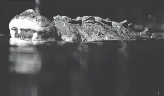  ?? WILIAM WEST/AFP/GETTY IMAGES ?? Crocodiles are a concern for the township of Jabiru in Australia, where officials are hoping to boost the town’s tourism industry to cope with the upcoming loss of a uranium mine.