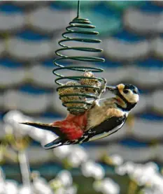  ??  ?? Mahlzeit! Dieser Specht bedient sich hungrig am Vogelfutte­r im Garten von Michael Riebel aus Kissing (Landkreis Aichach‰Friedberg).