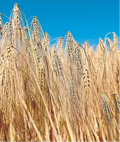  ??  ?? Jamie Leslie was recognised for increasing barley yields.