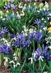  ??  ?? Snowdrops can be planted as dainty edging plants, to create sparkling drifts in grass, or teamed up with miniature reticulata iris