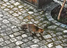  ?? Foto: Gregor Boenke ?? Am Sonntag gegen 7.30 Uhr war dieser Fuchs in der Neuburger Altstadt unter‰ wegs.