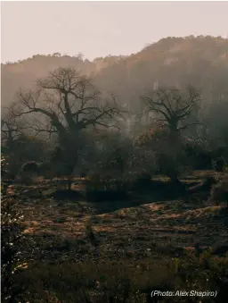  ??  ?? (Photo: Alex Shapiro)
LEFT Makuya's landscape is dotted with magnificen­t baobab trees.