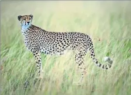  ?? STEPHEN MORRISON / EFE ?? Un guepardo en la reserva natural de Masai Mara en Kenia