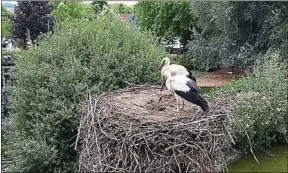  ??  ?? Pendant les fortes chaleurs, le grand échassier souffre, mais s’adapte.