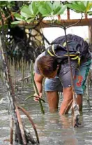  ??  ?? ISLAND EFFORT The Roots for Boracay project works with the community in Barangay Manoc-Manoc to nurture existing “bakawan” patches and grow new saplings.