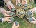  ?? ?? Dirk the giant Galapagos tortoise fathered eight hatchlings in a calendar year