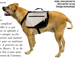  ??  ?? Sans faire de votre chien une mule, vous pouvez lui faire porter un sac (image animoshop).