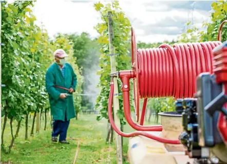  ?? — AFP ?? A farmer spraying his crop of grapes with weedkiller.