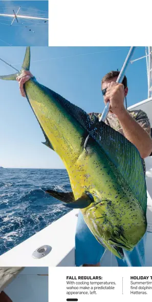  ??  ?? FALL REGULARS: With cooling temperatur­es, wahoo make a predictabl­e appearance, left. HOLIDAY TIME: Summertime anglers find dolphin abundant off Hatteras.