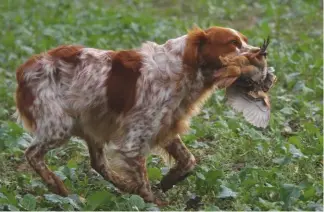  ??  ?? The Brittany is the most numerous shooting dog in France but has never really caught on here