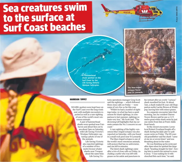  ??  ?? A hammerhead shark spotted on the Surf Coast by the Life Saving Victoria Westpac helicopter. The blue-ringed octopus found near St L eonards.