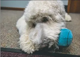  ??  ?? Bob plays with a toy at Central Illinois Smiles in Decatur. “He greets everyone at the door,” said his owner, Buskirk. Bob trots from room to room, wherever he is needed. Like any loyal and busy employee, he responds to a call of his name or a simple cry, ready to get to work.