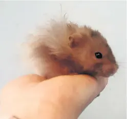  ?? ?? Wee cutie Gerald the hamster needs a home