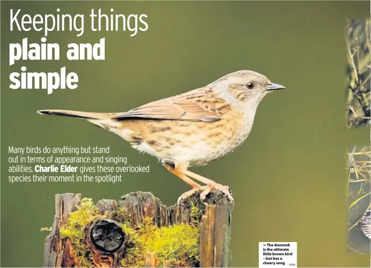  ?? RSPB ?? > The dunnock is the ultimate little brown bird – but has a cheery song