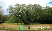  ??  ?? The Major Oak