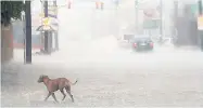  ?? AP ?? A dog crosses a road in Kingston on Sunday. Eastern Jamaica has been affected by occasional heavy showers associated with Hurricane Matthew.