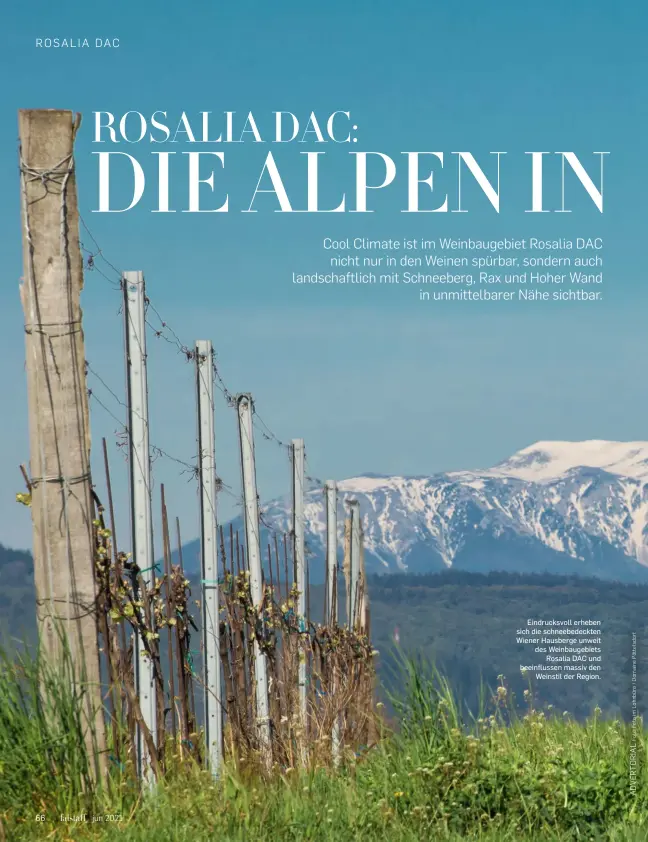  ??  ?? Eindrucksv­oll erheben sich die schneebede­ckten Wiener Hausberge unweit des Weinbaugeb­iets Rosalia DAC und beeinfluss­en massiv den Weinstil der Region.