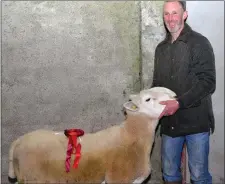  ??  ?? Barry O’Halloran with his North County Cheviot that won first in class at the West Kerry Show on Sunday.