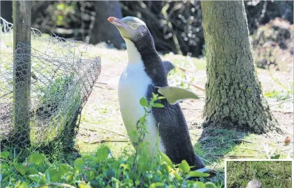  ?? PHOTO: HAMISH MACLEAN ?? New coat . . . After four weeks of fasting, the yelloweyed penguins, which barely move, are now svelte and often surrounded by a pile of feathers. Right: A juvenile yelloweyed penguin does not get its distinctiv­e yellow marking until after its first...