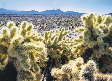  ?? L.E. BASKOW LAS VEGAS REVIEW-JOURNAL VIA AP ?? The Spirit Mountain area in the Mojave Desert, also known as Avi Kwa Ame, is spirituall­y significan­t to Native Americans. The area is considered the creation site for Yuman-speaking tribes.