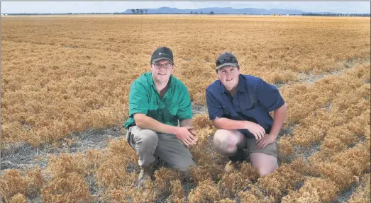  ??  ?? POSITIVE: Leigh and Matt Mcgenniske­n check out lentils on their Horsham farm. Leigh said the lentils were going well, returning 1.4-tonne a hectare, ‘which is good for the year’. Picture: PAUL CARRACHER