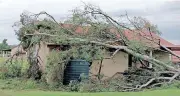  ?? ?? STRONG winds uprooted a huge gum tree by its roots, which fell across the roof of an exhibit room at the Talana Museum near Dundee, causing damage. | TALANA MUSEUM