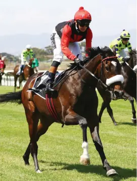  ??  ?? WINNING COMEBACK. Anton Marcus can have a winner on the day he returns from injury when he rides It’s My Turn in the Grade 3 Track And Ball Derby over 2400m at Scottsvill­e tomorrow.