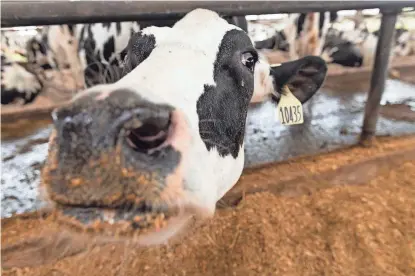  ?? PROVIDED BY UF/IFAS ?? A dairy cow at the University of Florida’s Animal Sciences Dairy Unit.