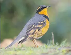  ?? LIRONSNATU­REPHOTOGRA­PHY.COM PHOTOS: LIRON GERTSMAN/ ?? The varied thrush is a rainforest species.