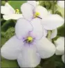  ?? (National Garden Bureau via AP) ?? African violets are not hard to grow as long as your home has the specific conditions needed. The bi-color African violet plant (top); Daisy Zanzibar African violet (center); and a purple-tinged white African violet are among the varities.