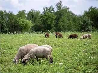  ?? Alex Driehaus/Post-Gazette ?? Lambs graze in a pasture at Jamison Farm in Latrobe last year. The owners, John and Sukey Jamison, have released a memoir, “Coyotes in the Pasture and Wolves at the Door.”
