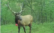  ?? NATURAL RESOURCES WISCONSIN DEPARTMENT OF ?? Bull elk in Jackson County.