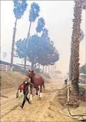  ?? Paul Sisson San Diego Union-Tribune ?? A HORSE is rescued from the 500-stall San Luis Rey Downs. The Lilac fire “just started coming so fast that we couldn’t stay with it,” one trainer said.