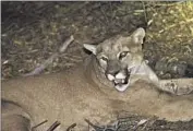  ?? Associated Press ?? IN MALIBU, a rancher’s 2016 receipt of a permit to kill P-45 drew an outcry. The big cat got a reprieve.