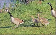  ?? PHOTOS BY KEITH SUTTON/CONTRIBUTI­NG PHOTOGRAPH­ER ?? Only a few decades ago, giant Canada geese were believed extinct. Now these birds and their young are common sights throughout much of Arkansas.